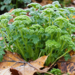 November: para pemberani menuai harta karun yang tak terduga